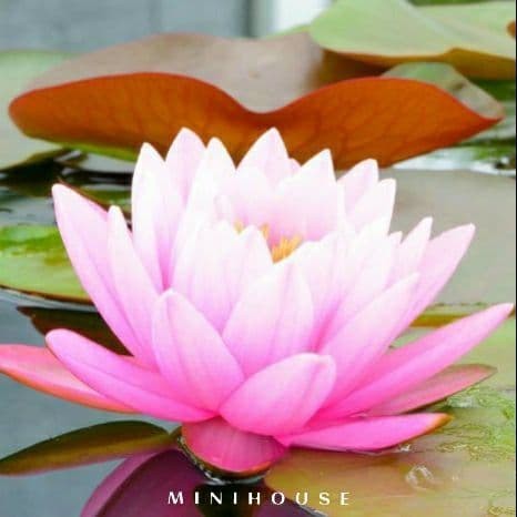 BENIH BIBIT BIJI LOTUS TERATAI AIR IMPORT