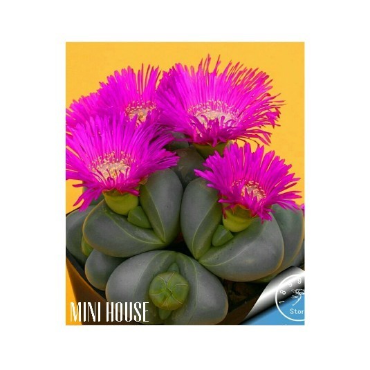 BIJI BIBIT BENIH SUCCULENT / SUKULEN IMPORT
