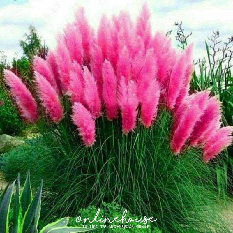 BIJI BIBIT BENIH PAMPAS GRASS PINK
