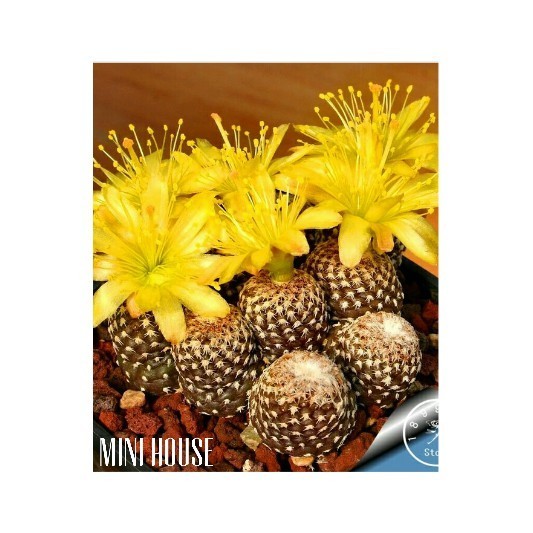 BIJI BENIH BIBIT PARODIA KAKTUS IMPORT