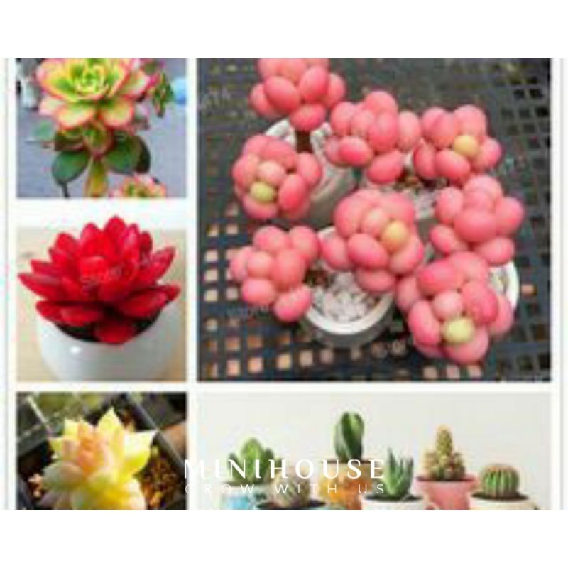 BIJI BIBIT BENIH SUKULEN MIX IMPORT