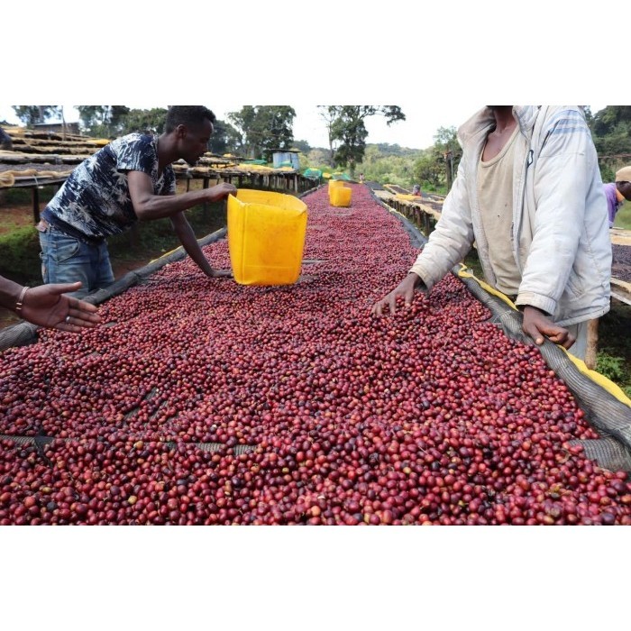 

Arabica Green Beans - Ethiopia Burtukaana Galano #1