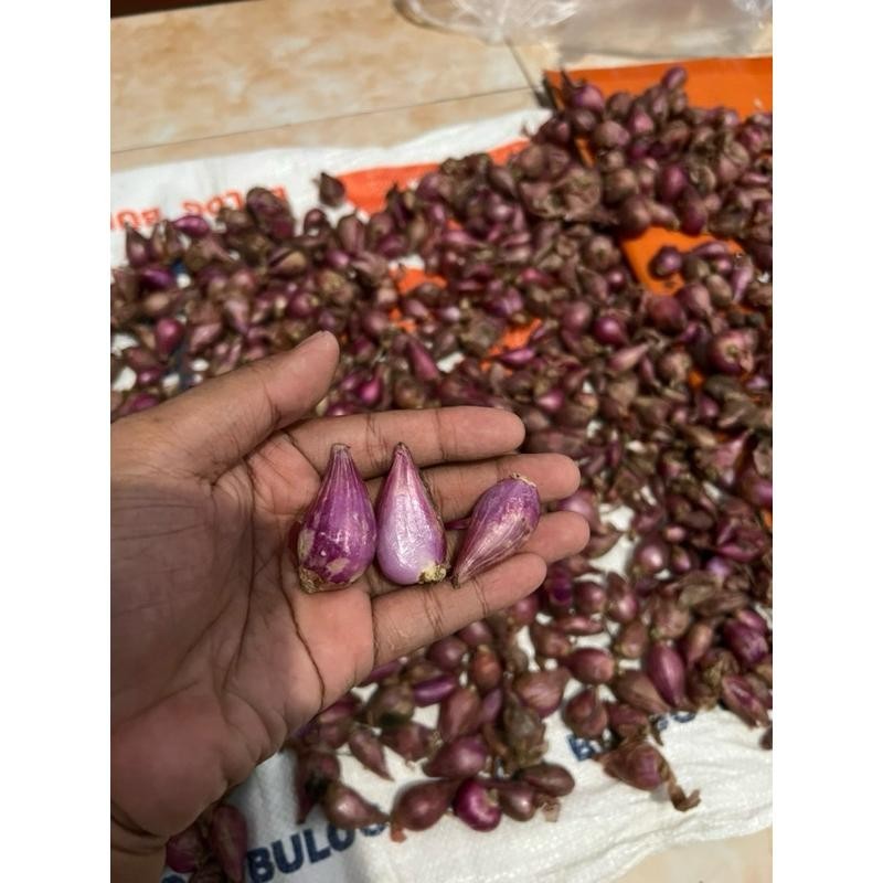 

Bawang merah 1 kg 1000 gram Brambang Fresh Kualitas Terbaik