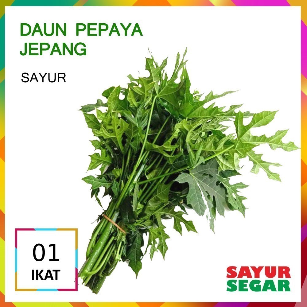 

Daun Pepaya Jepang 1 Ikat Fresh