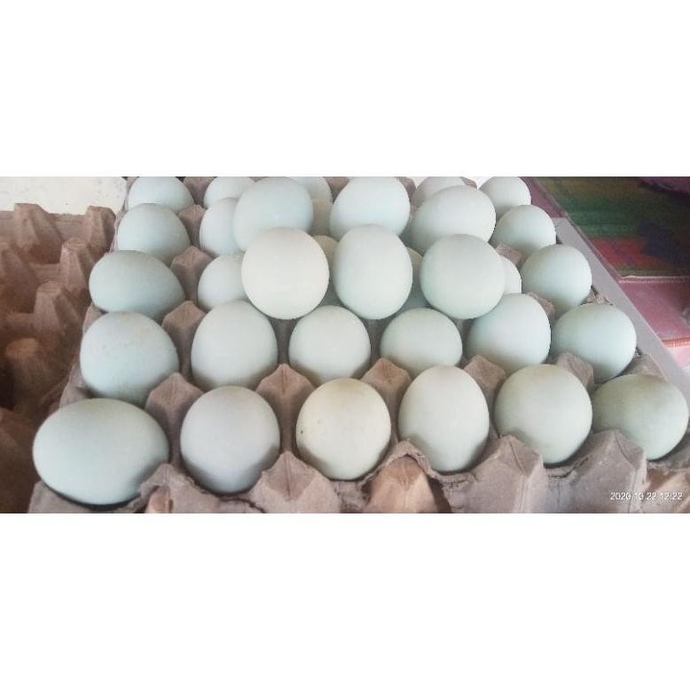 

Ez23 TELUR ASIN VARIASI ISI 5 BAKAR DAN 5 REBUS ASLI DARI ASAL BREBES Original
