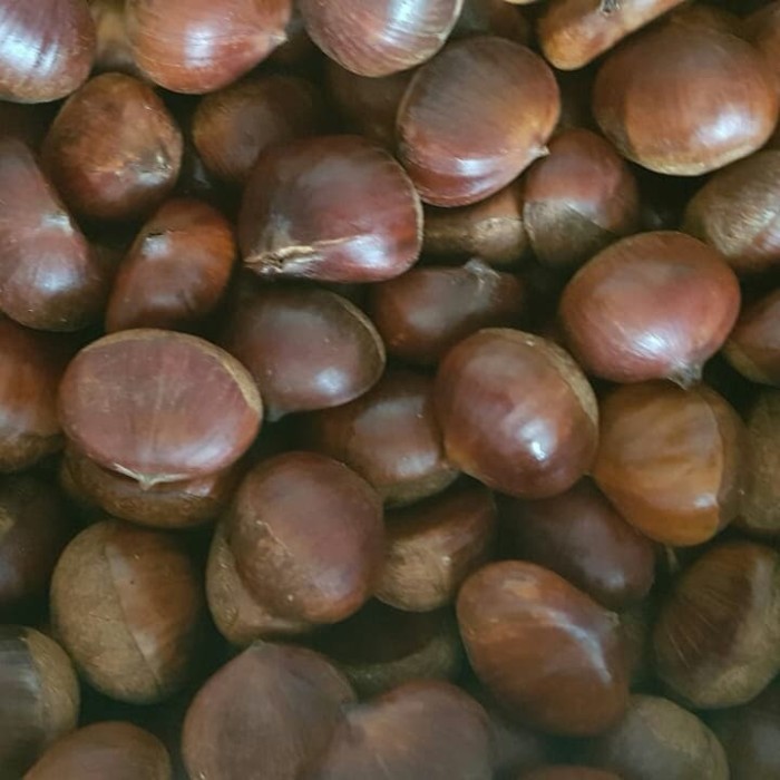 

Chestnut ( Kacang Kastanye) [Terlaris]
