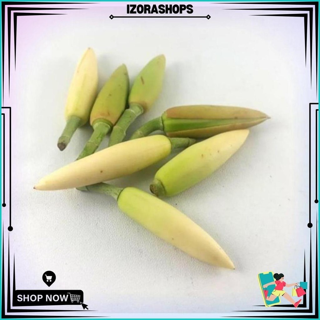 Bunga Kembang Kantil Kuncup Cempaka Putih Segar Cod