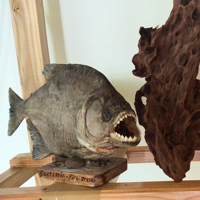 Terbaru pajangan ikan piranha kering