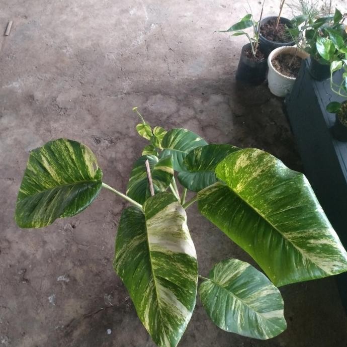 [Bisa Cod] Sri Gading Variegata / Sri Gading Enjoy ( Jumbo / Rare )