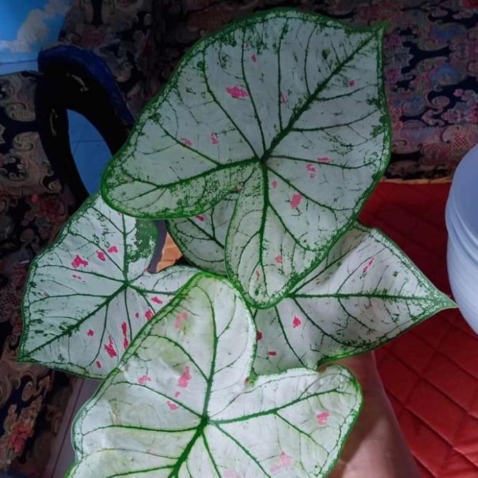 [Ready Stock] Tanaman Hias Caladium Strawberry Star (Thailand) - Keladi Strawberry