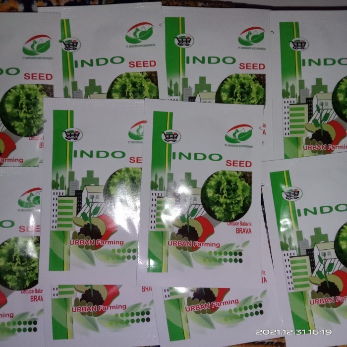 Benih Selada Batavia Brava 1Gr