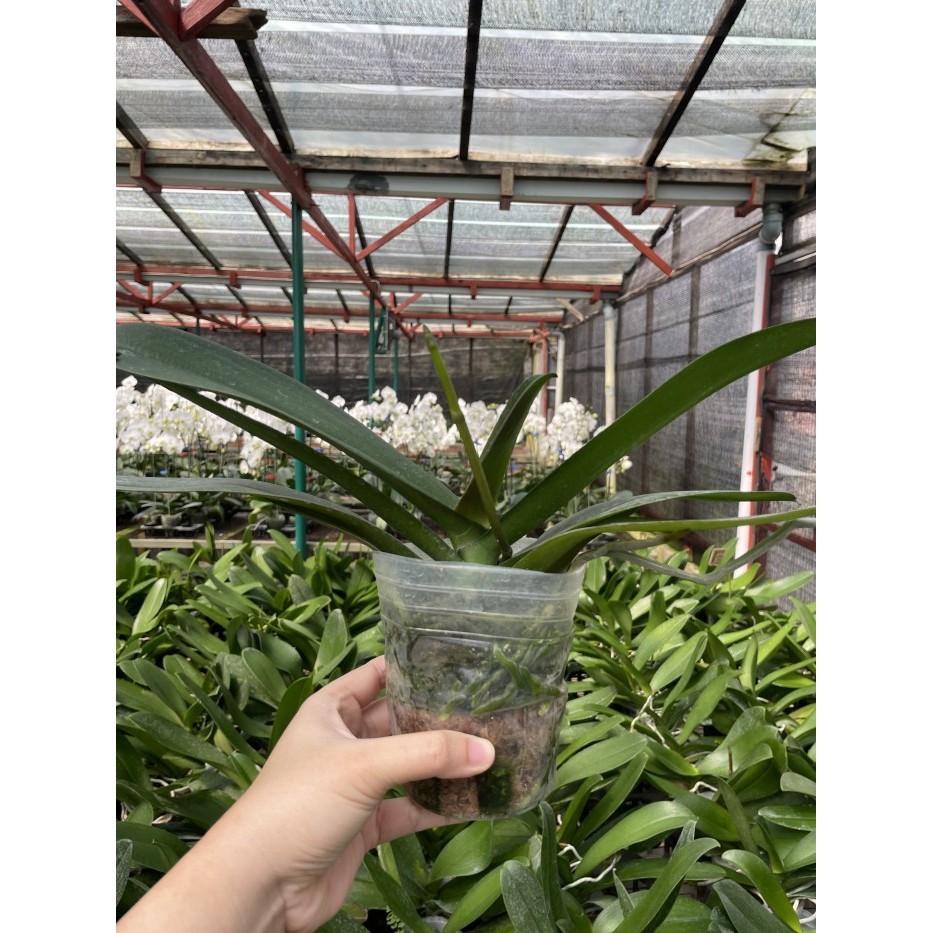 Anggrek Bulan - Spike