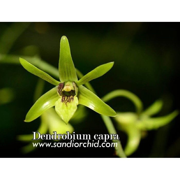 Dendrobium Capra / Anggrek Larat Hijau