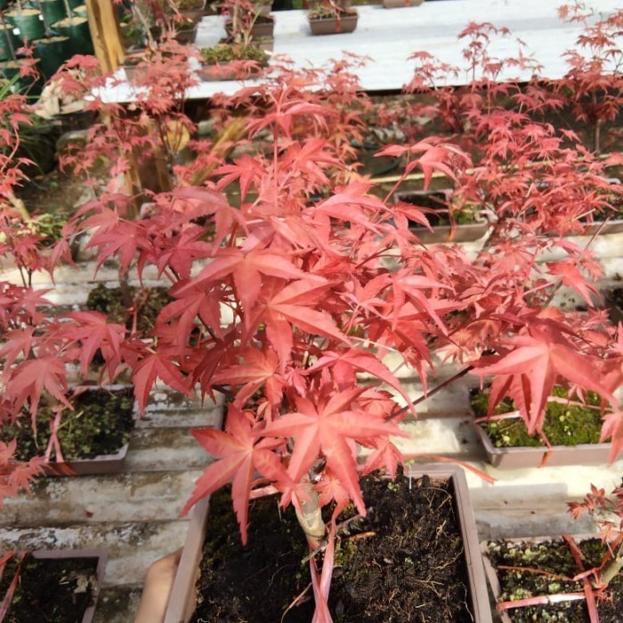 Pohon Red Maple Japanese