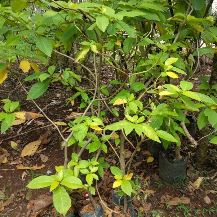 Bibit Pohon Kol Banda Tanaman Untuk Desain Taman Bali