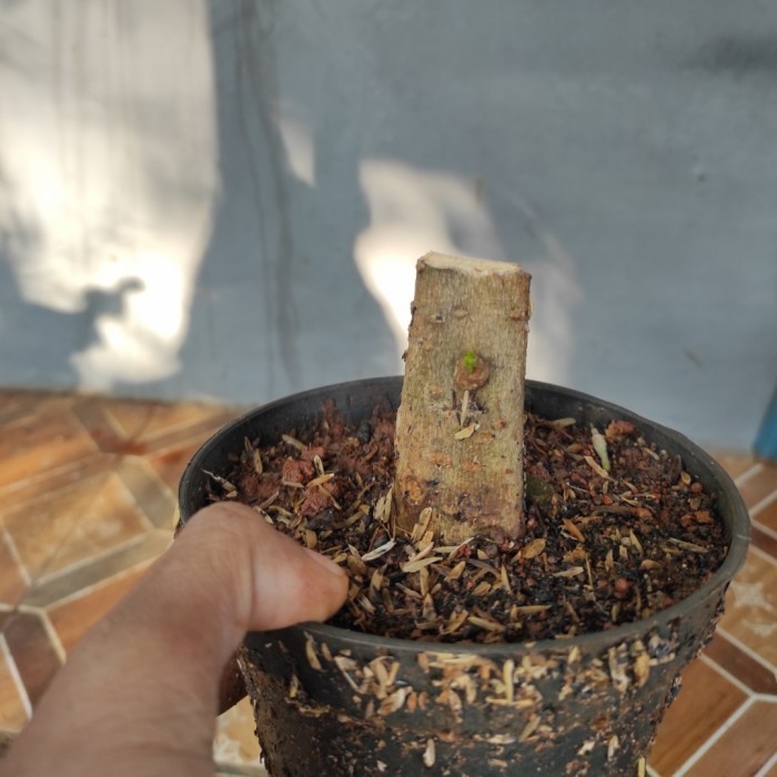 Bahan Bonsai Shito Anting Putri Stek Batang