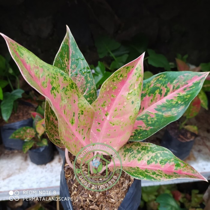 Tanaman Aglonema Bigroy Pohon Aglonema Bigroy Aglonema