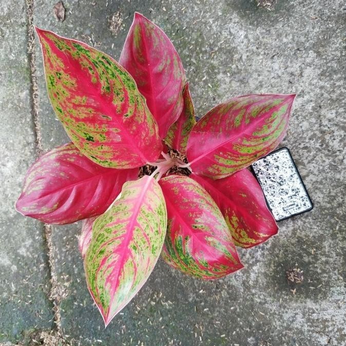 [Ready] Aglaonema Red Regency