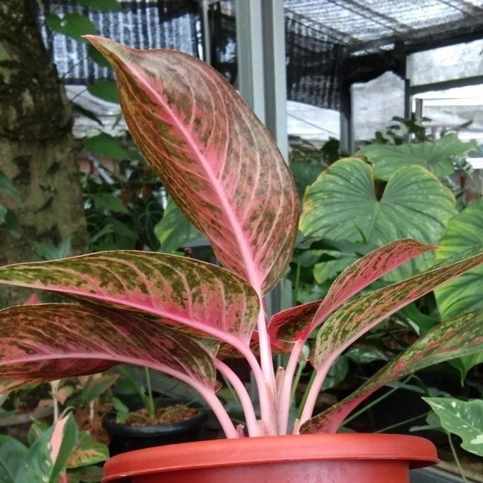 [Promo] Aglaonema Tiara