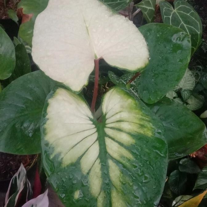 [Baru] Homalomena Rubescens Variegata Kualitas Terjamin 100%