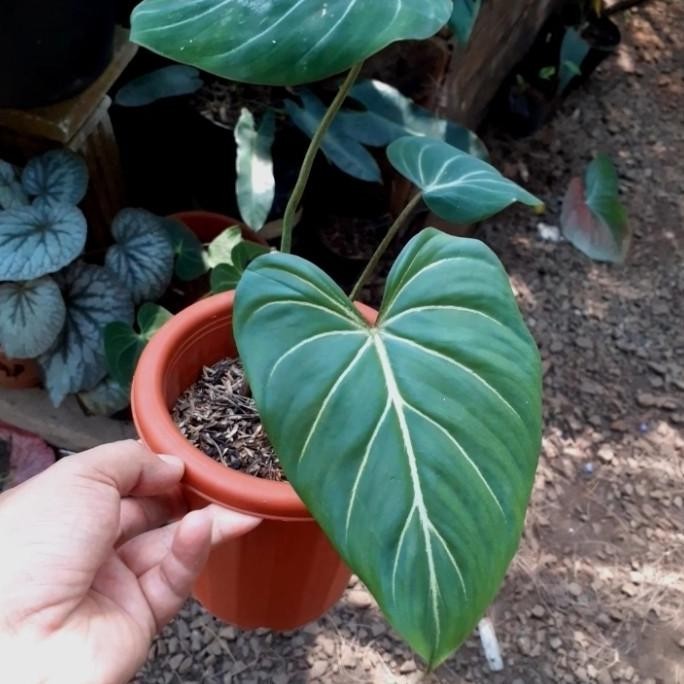 [Cod] Tanaman Hias Gloriosum Dark Form