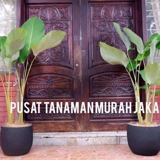 tanaman hias pisang calathea + pot putih