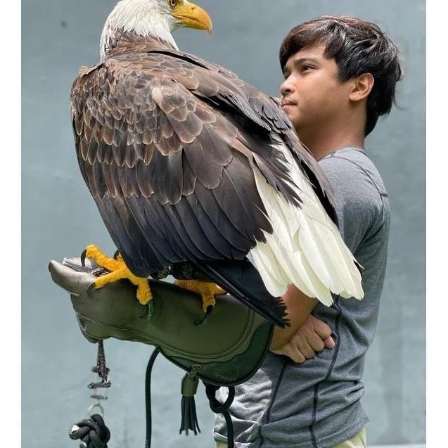 Falconry Glove / Sarung Tangan Elang Burung Hantu Besar