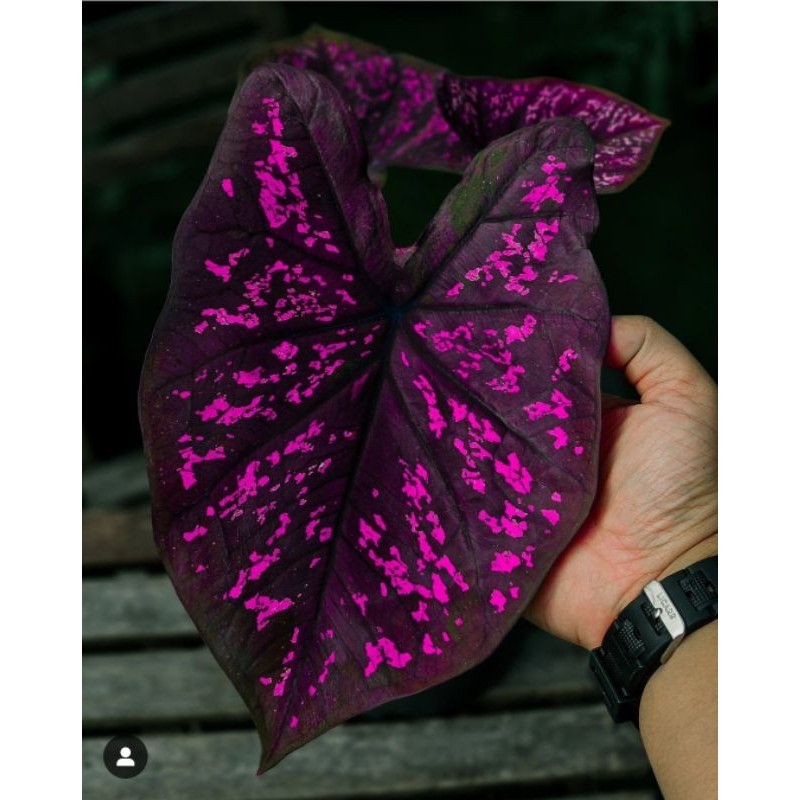 Tanaman Hias Keladi Seven luck Bunga Hias Keladi Caladium Anakan Murah BUKAN UMBI Tanaman Murah