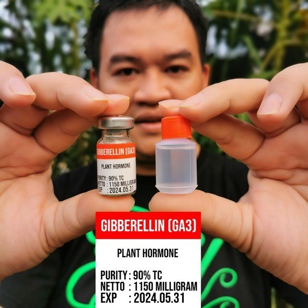 Hormon Giberelin Ga3 Murni Serbuk Powder Botol Vial Steril Dan Pelarut
