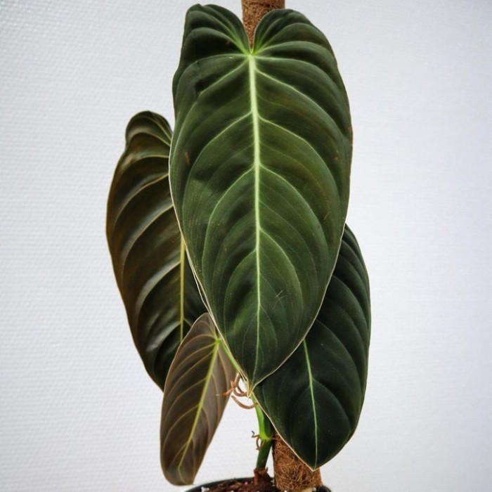 Tanaman Hias Philodendron Melanochrysum Narrow/Melano Daun Besar