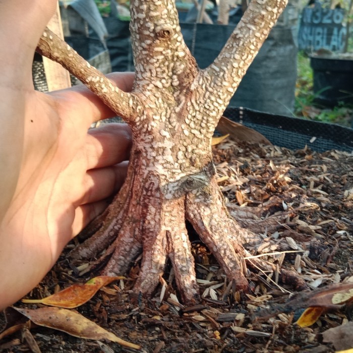 Beringin Kimeng Program Pecah Batang Siap Dilanjud Program.