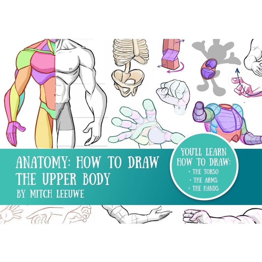

Anatomy - How to Draw the Upper Body ( D )