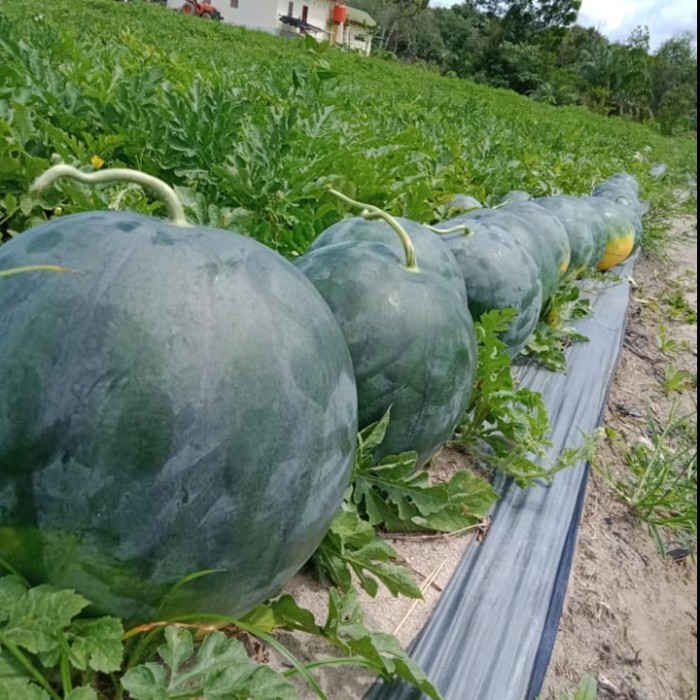 SALE 2 BIBIT SEMANGKA NON BIJI MADRID F1 HIBRIDA BENIH BUAH TANPA BIJI