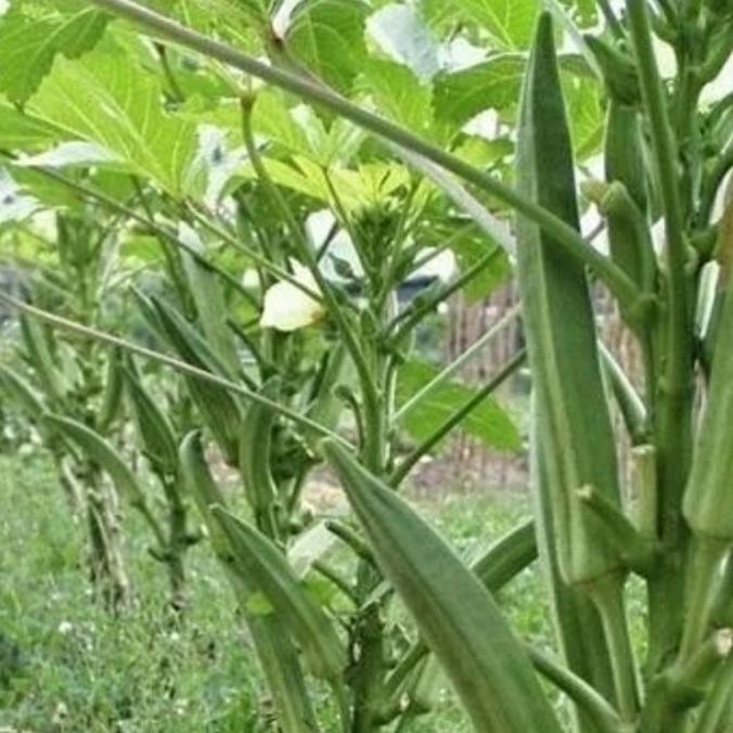 bibit pohon buah okra hijau TOS