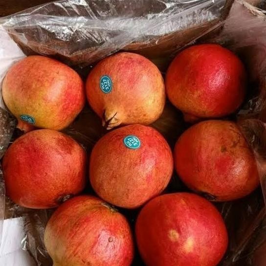 YES BIBIT POHON BUAH SURGA DELIMA MERAH MESIR P NEW TOS