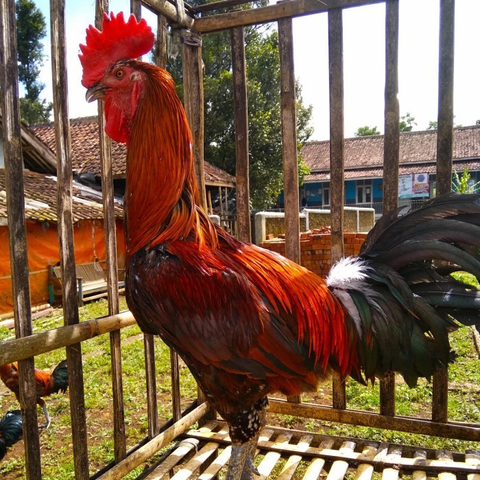 Paket Sepasang Ayam Pelung Jumbo Siap Produksi