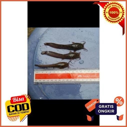 Extra Bibit Lele  Uk 9-10Cm Ikan Lele Sangkuriang Murah Berkualitas Limited