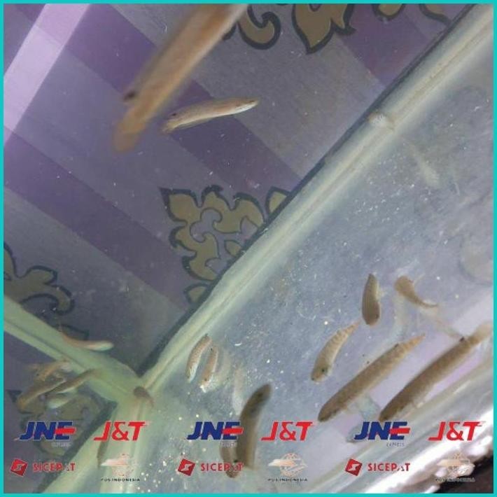 

BISMILLAH IKAN CHANNA BLEHERI ALISUP