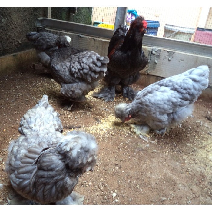 Ready Ayam brahma park blue anakan usia 1 bulan real foto & video indukannya