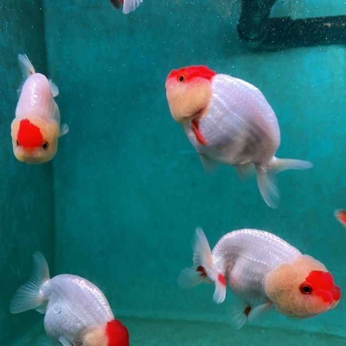 Ready Ikan Hias Mas Koki Goldfish Lionchu Ranchu Baby Import Thailand