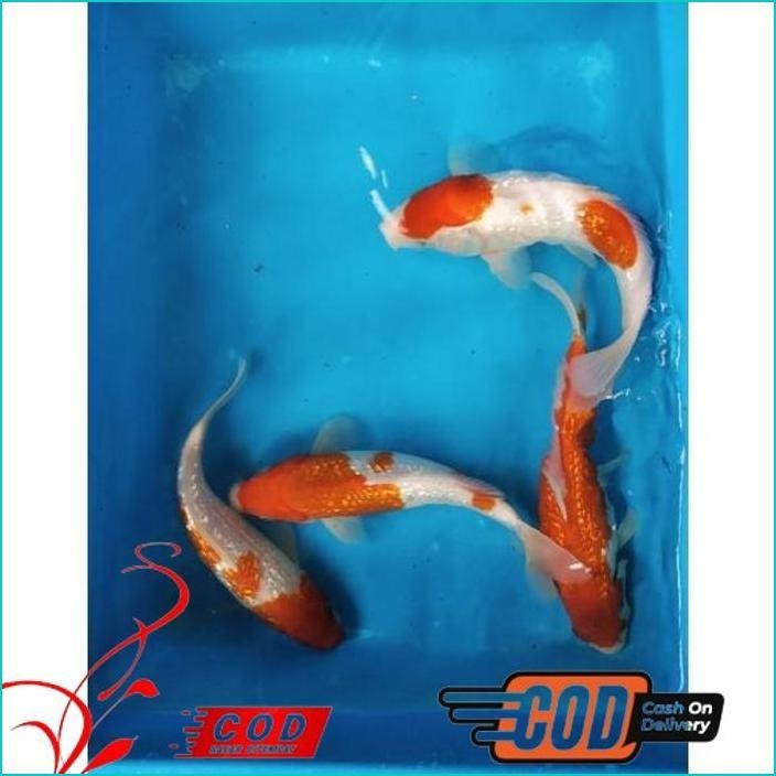 BISMILLAH IKAN KOI KOHAKU GINRIN SIZE 20-22 ALISUP