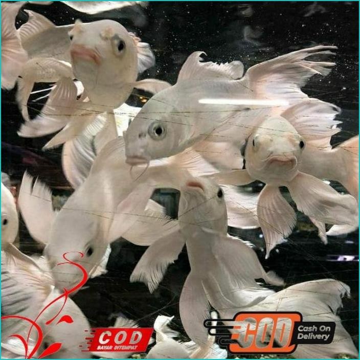 

BISMILLAH PAKET 5 IKAN KOI PLATINUM SLAYER BERKUALITAS GRADE A+ ALISUP