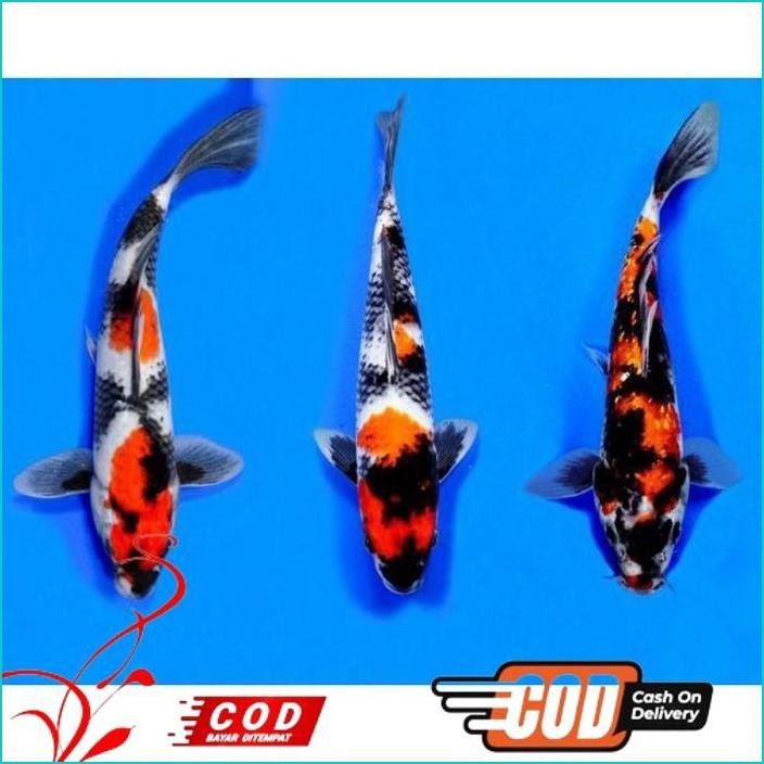 

BISMILLAH PAKET 3 EKOR KOI SHOWA BERKUALITAS ALISUP