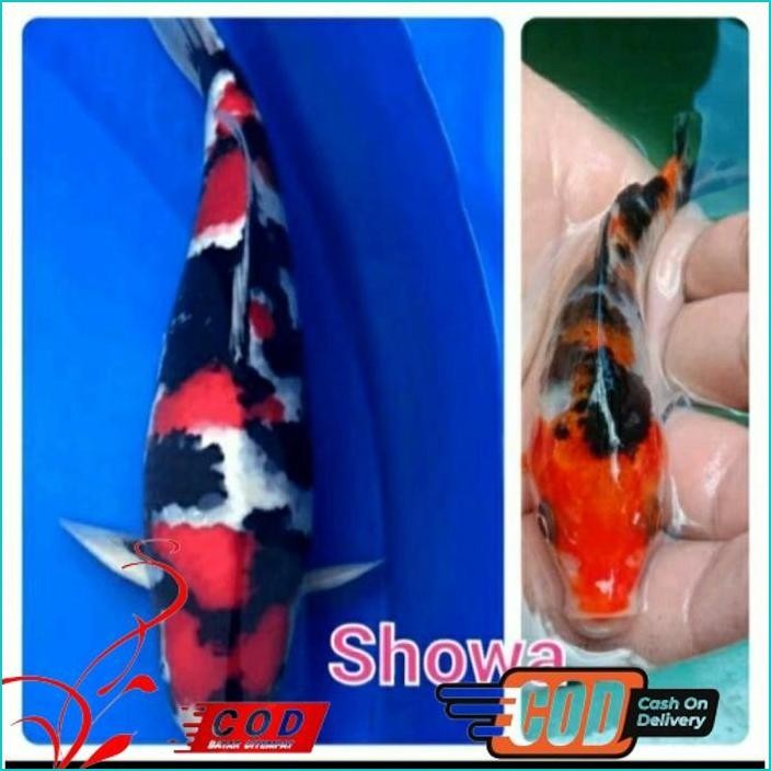 

BISMILLAH PAKET 5 EKOR BIBIT KOI SHOWA GRADE A UKURAN 10-13CM ALISUP