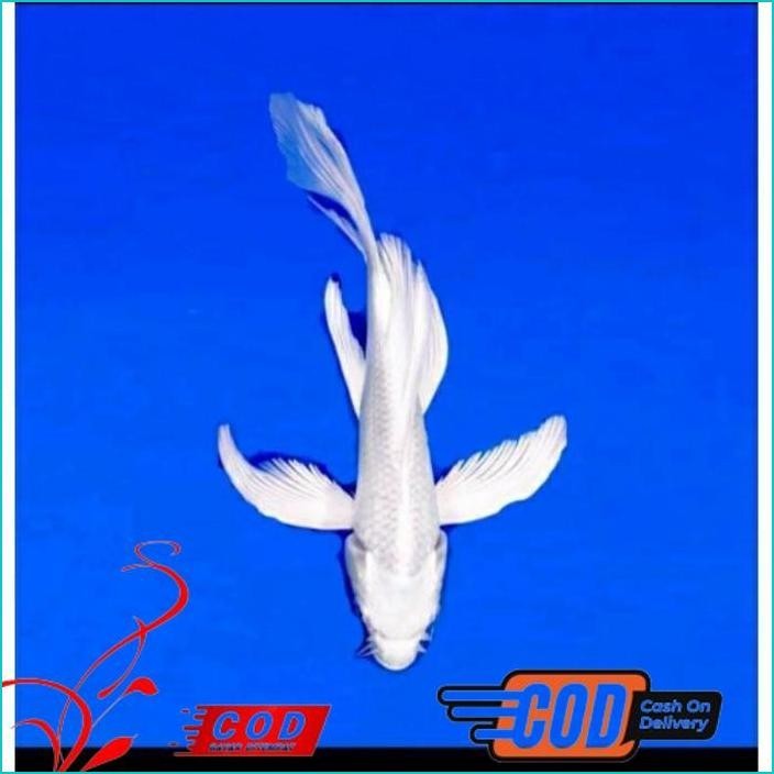 

BISMILLAH PAKET 3 EKOR KOI SLAYER GRADE A UKURAN 15-20CM ALISUP
