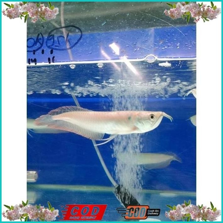 BISMILLAH HIASAN AQUARIUM ARWANA SILVER RED UKURAN 19-20CM SERAT MERAH FULL GARANSI ALISUP