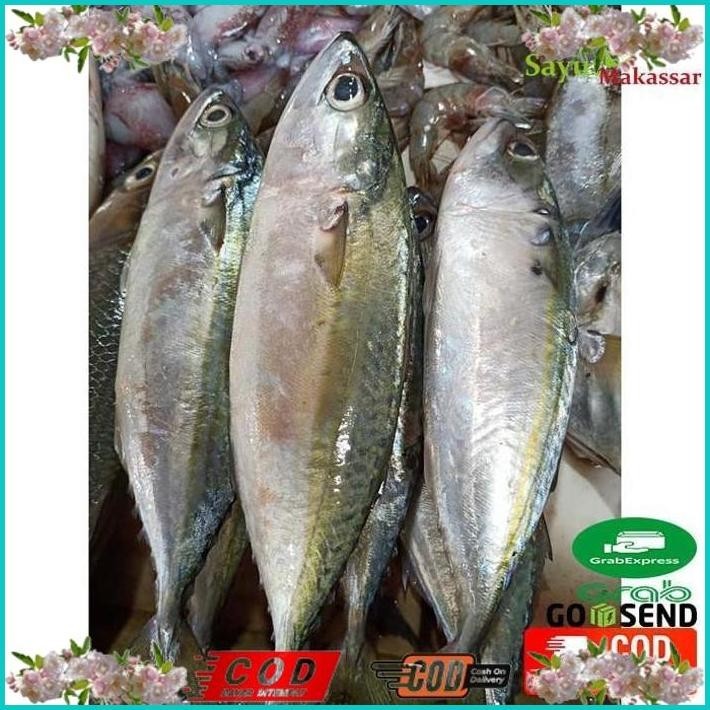 

BISMILLAH IKAN KEMBUNG / KATOMBO SEGAR 1 PACK SUDAH DIBERSIHKAN FRESH FISH MAKASSAR ALISUP