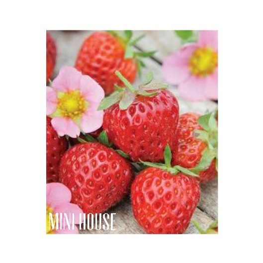 BIJI BENIH BIBIT STRAWBERRY IMPORT