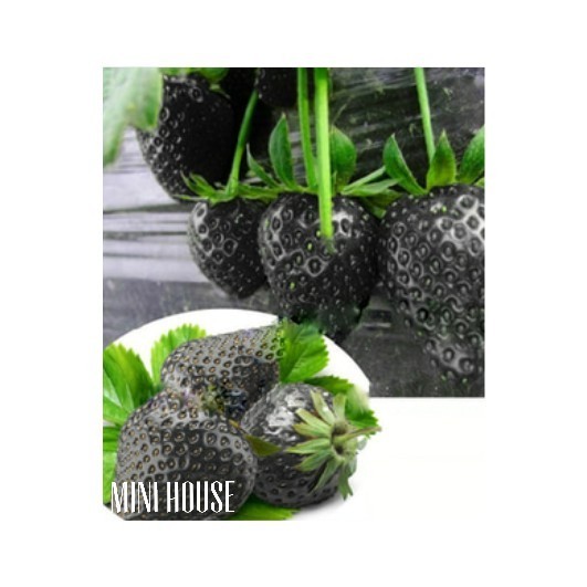 BIJI BENIH STRAWBERRY HITAM