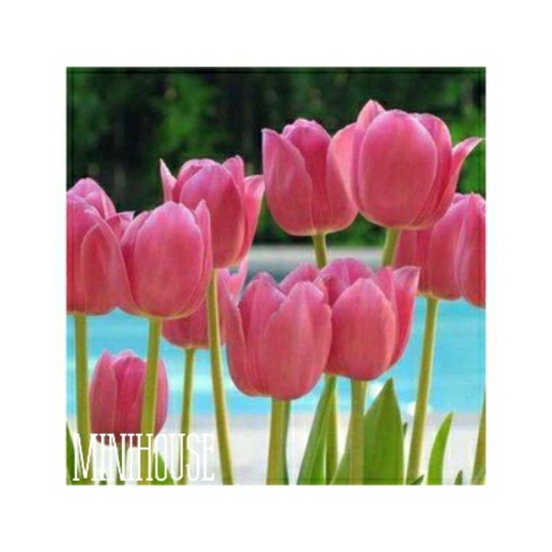 BENIH BIJI BIBIT BUNGA TULIP IMPOR PINK